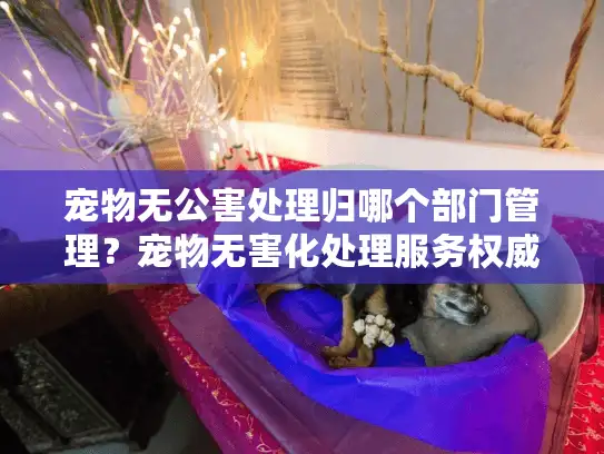 宠物无公害处理归哪个部门管理？宠物无害化处理服务权威指南