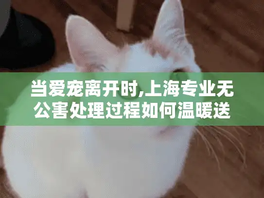 当爱宠离开时,上海专业无公害处理过程如何温暖送别?