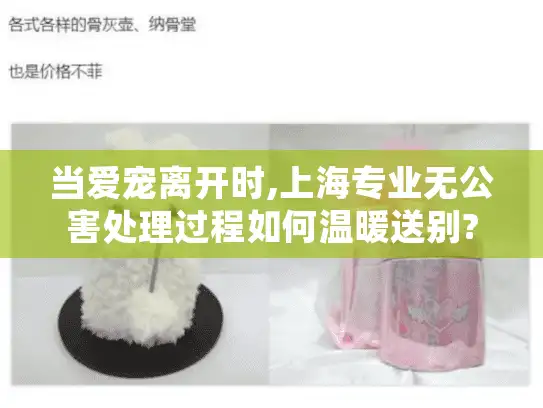 当爱宠离开时,上海专业无公害处理过程如何温暖送别?