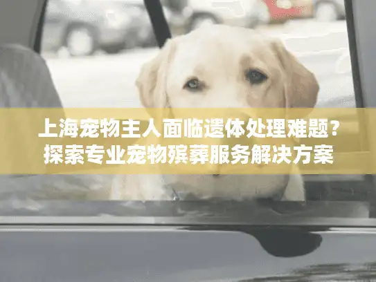 上海宠物主人面临遗体处理难题？探索专业宠物殡葬服务解决方案
