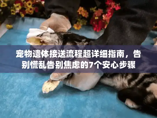 宠物遗体接送流程超详细指南，告别慌乱告别焦虑的7个安心步骤