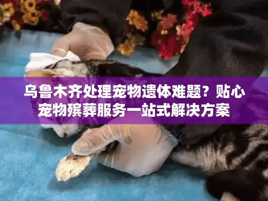 乌鲁木齐处理宠物遗体难题？贴心宠物殡葬服务一站式解决方案