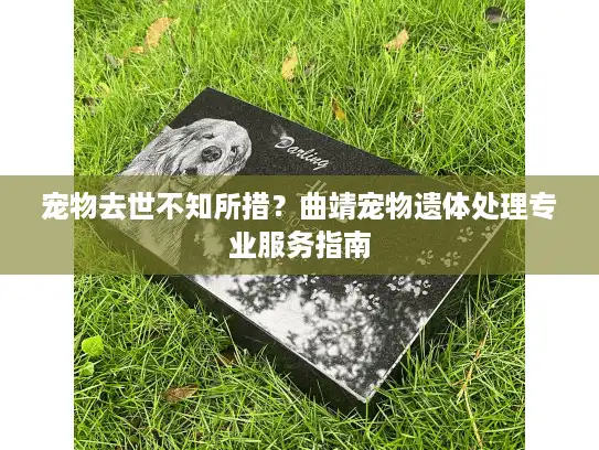 宠物去世不知所措？曲靖宠物遗体处理专业服务指南