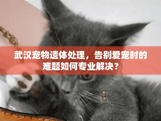 武汉宠物遗体处理，告别爱宠时的难题如何专业解决？