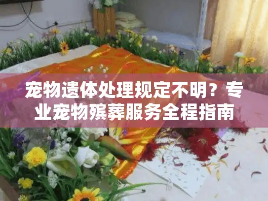 宠物遗体处理规定不明？专业宠物殡葬服务全程指南