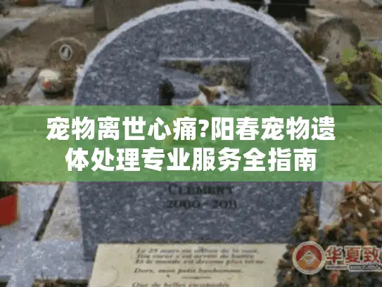 宠物离世心痛?阳春宠物遗体处理专业服务全指南