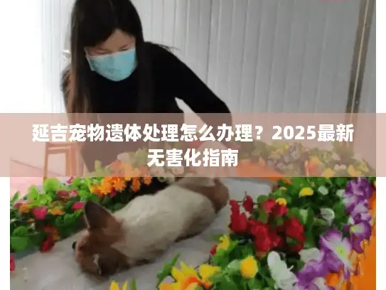 延吉宠物遗体处理怎么办理？2025最新无害化指南