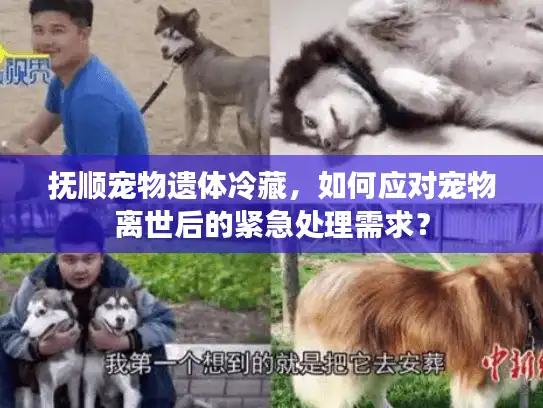 抚顺宠物遗体冷藏，如何应对宠物离世后的紧急处理需求？