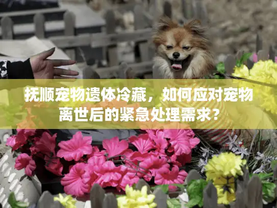抚顺宠物遗体冷藏，如何应对宠物离世后的紧急处理需求？
