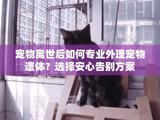宠物离世后如何专业外理宠物遗体？选择安心告别方案