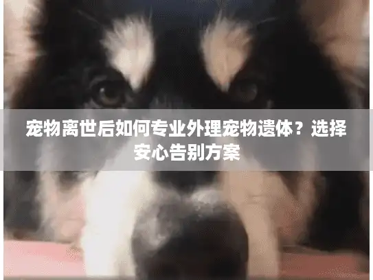 宠物离世后如何专业外理宠物遗体？选择安心告别方案