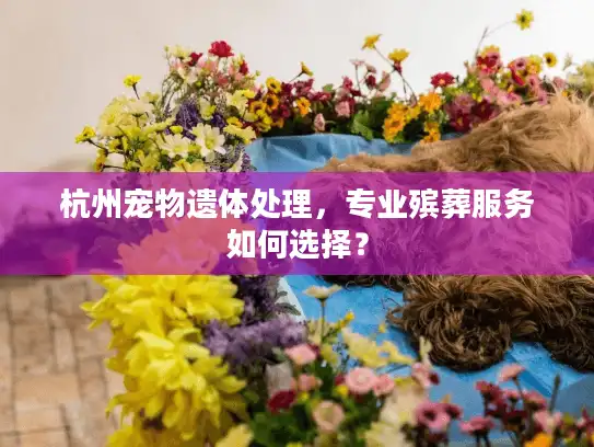杭州宠物遗体处理，专业殡葬服务如何选择？