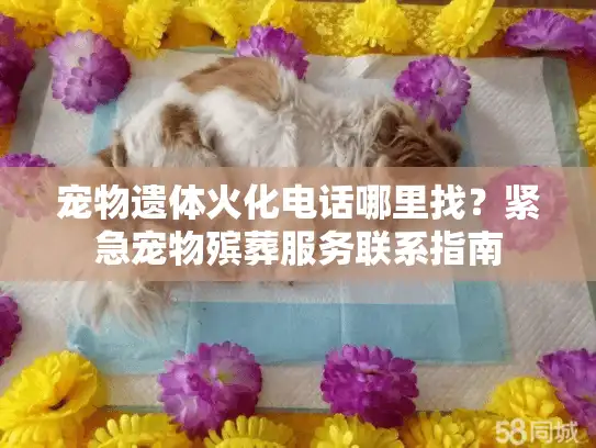 宠物遗体火化电话哪里找？紧急宠物殡葬服务联系指南