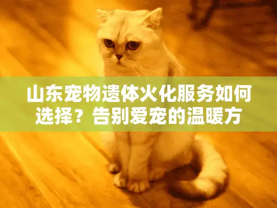 山东宠物遗体火化服务如何选择？告别爱宠的温暖方式指南