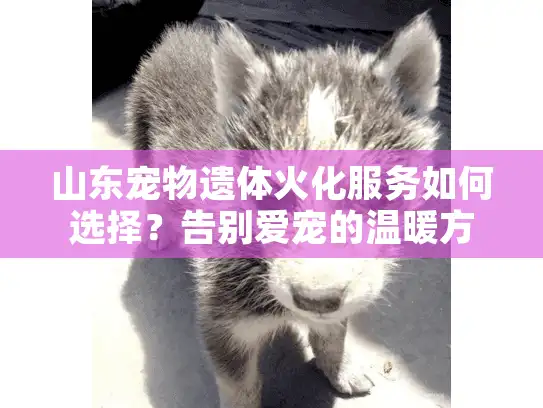 山东宠物遗体火化服务如何选择？告别爱宠的温暖方式指南