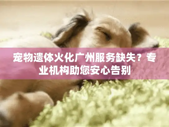 宠物遗体火化广州服务缺失？专业机构助您安心告别