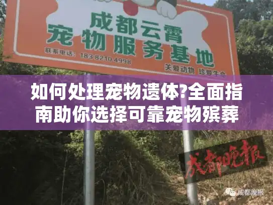 如何处理宠物遗体?全面指南助你选择可靠宠物殡葬服务