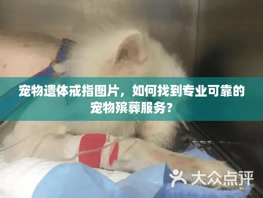 宠物遗体戒指图片，如何找到专业可靠的宠物殡葬服务？