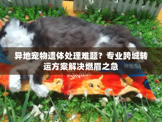 异地宠物遗体处理难题？专业跨城转运方案解决燃眉之急