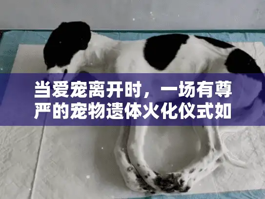 当爱宠离开时，一场有尊严的宠物遗体火化仪式如何慰藉心灵？