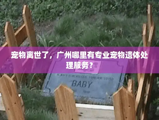 宠物离世了，广州哪里有专业宠物遗体处理服务？