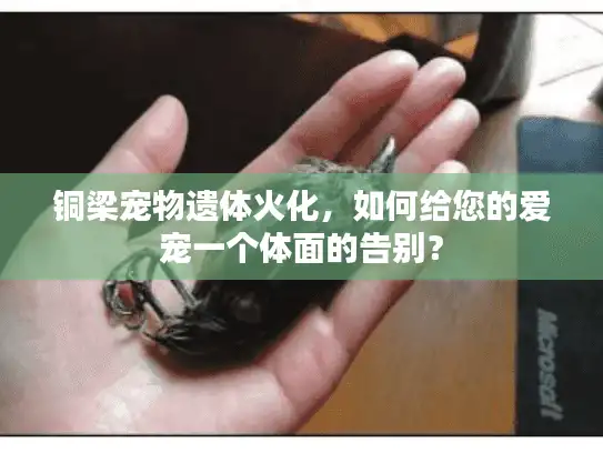 铜梁宠物遗体火化，如何给您的爱宠一个体面的告别？