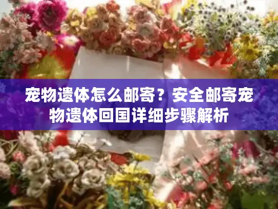 宠物遗体怎么邮寄？安全邮寄宠物遗体回国详细步骤解析