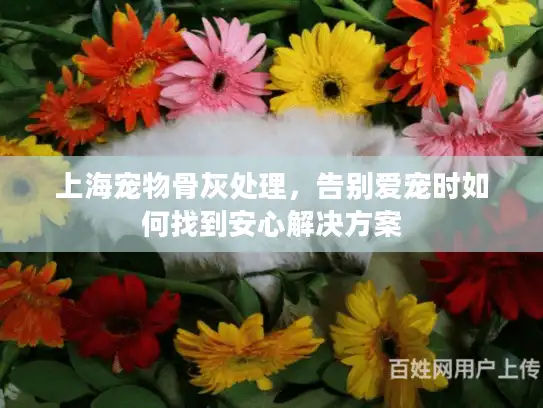 上海宠物骨灰处理，告别爱宠时如何找到安心解决方案