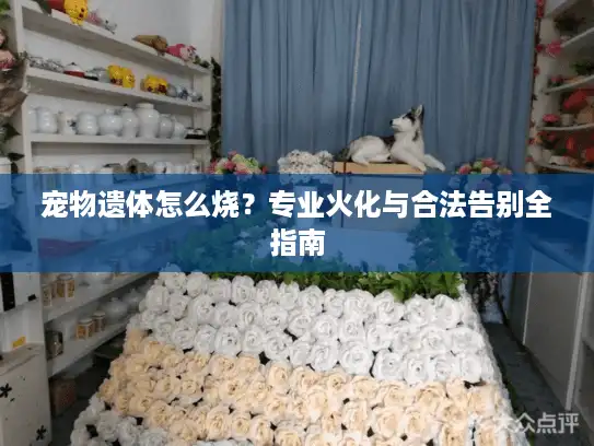宠物遗体怎么烧？专业火化与合法告别全指南