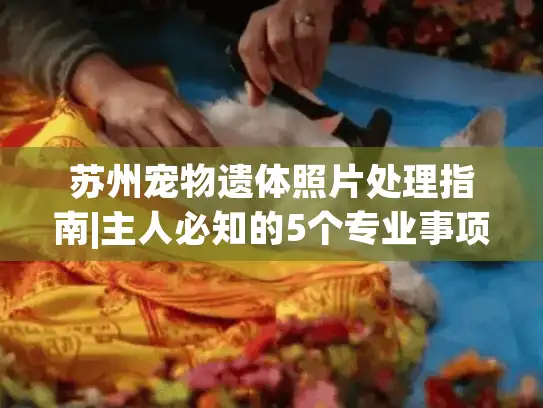 苏州宠物遗体照片处理指南|主人必知的5个专业事项
