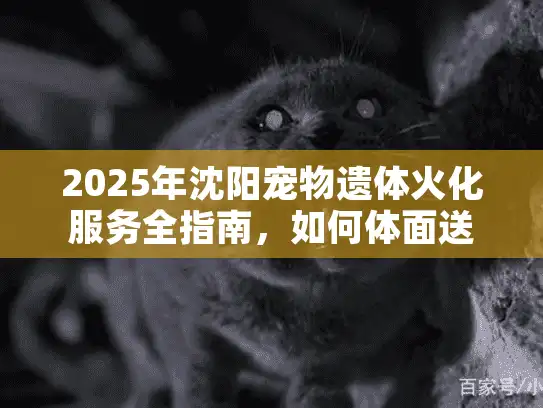 2025年沈阳宠物遗体火化服务全指南，如何体面送别爱宠