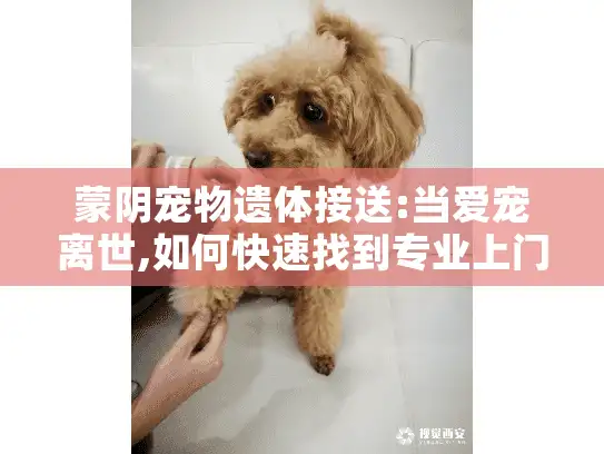 蒙阴宠物遗体接送:当爱宠离世,如何快速找到专业上门服务?