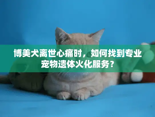 博美犬离世心痛时，如何找到专业宠物遗体火化服务？