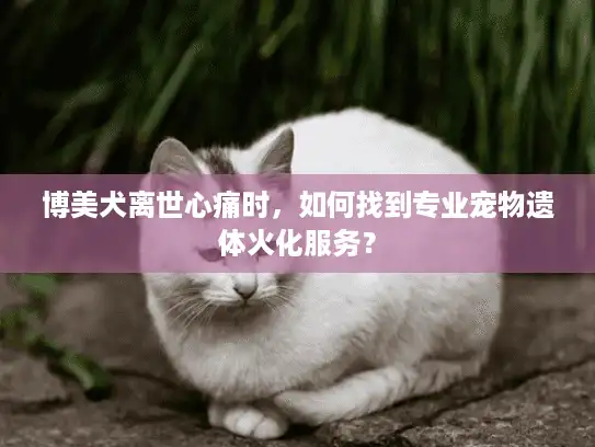 博美犬离世心痛时，如何找到专业宠物遗体火化服务？