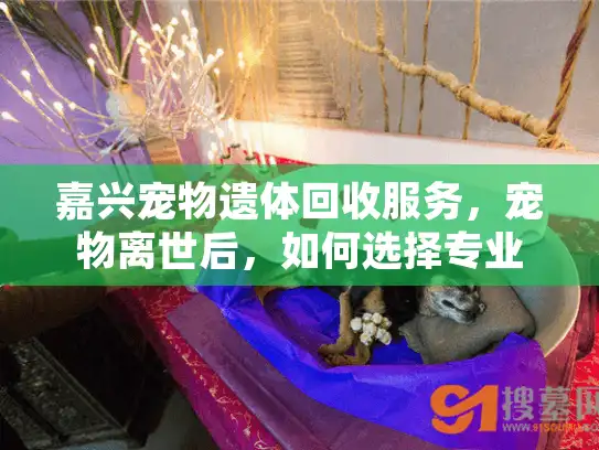 嘉兴宠物遗体回收服务，宠物离世后，如何选择专业环保处理方案？