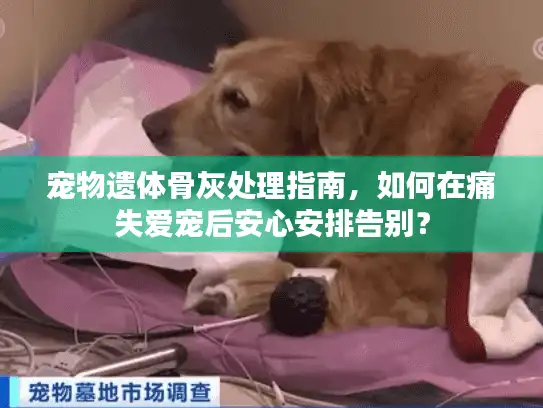 宠物遗体骨灰处理指南，如何在痛失爱宠后安心安排告别？