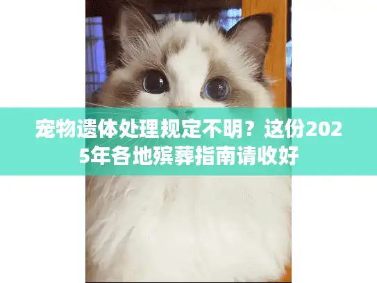 宠物遗体处理规定不明？这份2025年各地殡葬指南请收好