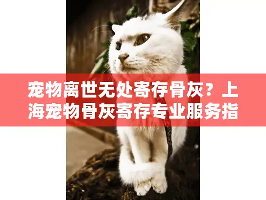 宠物离世无处寄存骨灰？上海宠物骨灰寄存专业服务指南