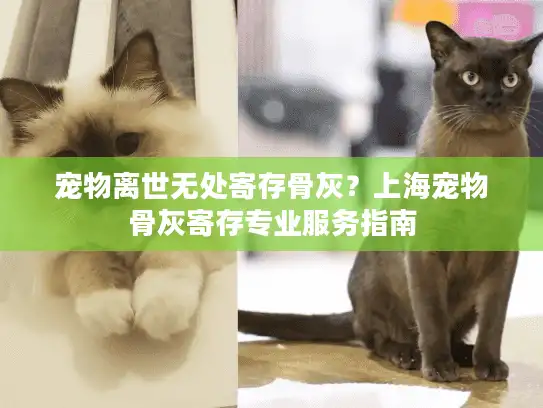 宠物离世无处寄存骨灰？上海宠物骨灰寄存专业服务指南