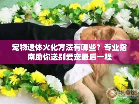 宠物遗体火化方法有哪些？专业指南助你送别爱宠最后一程