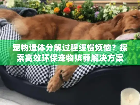 宠物遗体分解过程缓慢烦恼？探索高效环保宠物殡葬解决方案
