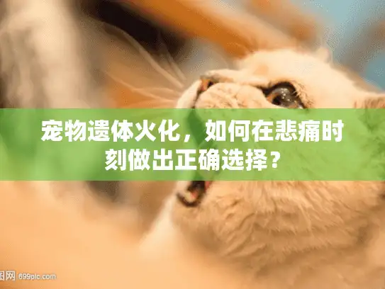 宠物遗体火化，如何在悲痛时刻做出正确选择？