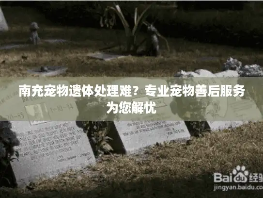 南充宠物遗体处理难？专业宠物善后服务为您解忧