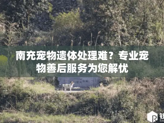 南充宠物遗体处理难？专业宠物善后服务为您解忧