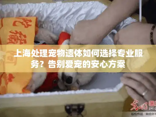 上海处理宠物遗体如何选择专业服务？告别爱宠的安心方案