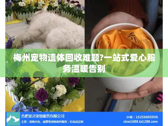 梅州宠物遗体回收难题?一站式爱心服务温暖告别
