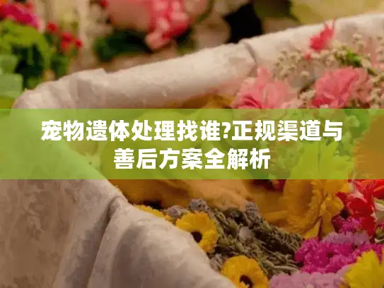 宠物遗体处理找谁?正规渠道与善后方案全解析
