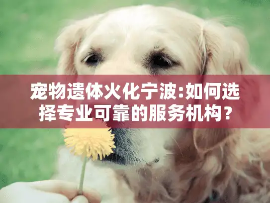 宠物遗体火化宁波:如何选择专业可靠的服务机构？