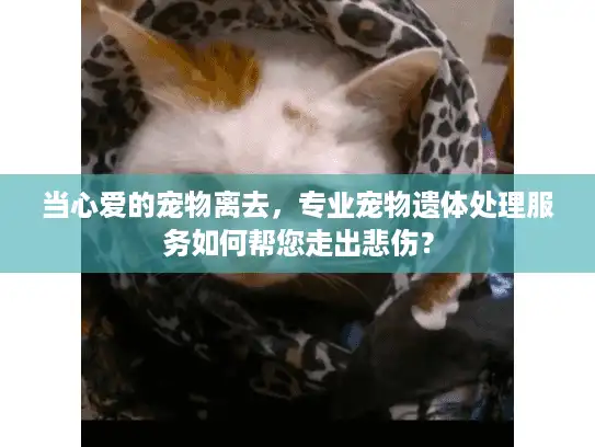 当心爱的宠物离去，专业宠物遗体处理服务如何帮您走出悲伤？