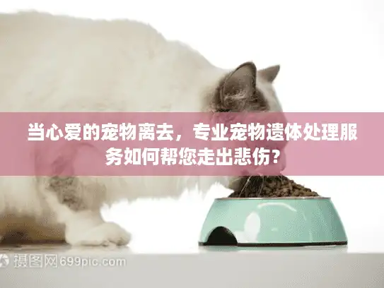 当心爱的宠物离去，专业宠物遗体处理服务如何帮您走出悲伤？